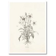 Laddar bild till gallerivisning, Floral Poetry Plakat Plakana 21x30 cm (A4) Hvid Egetræ