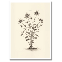 Laddar bild till gallerivisning, Wildflower Plakat Plakana 21x30 cm (A4) Hvid Egetræ