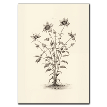 Laddar bild till gallerivisning, Wildflower Plakat Plakana 21x30 cm (A4) Ingen ramme